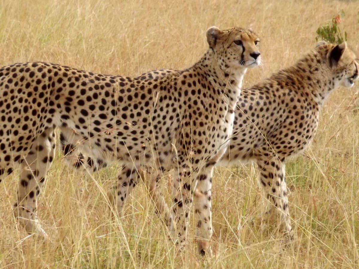On Safari in the Masai Mara