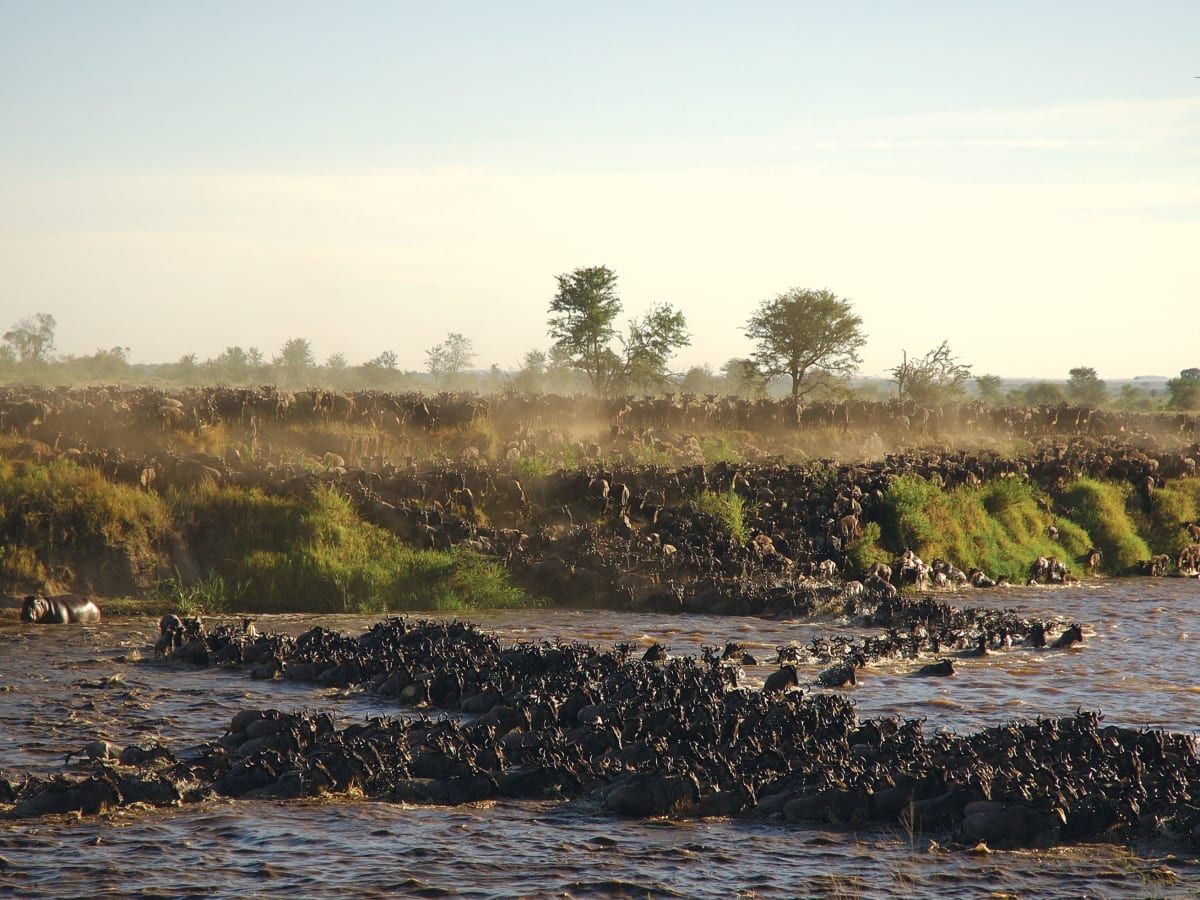 On Safari in the Masai Mara
