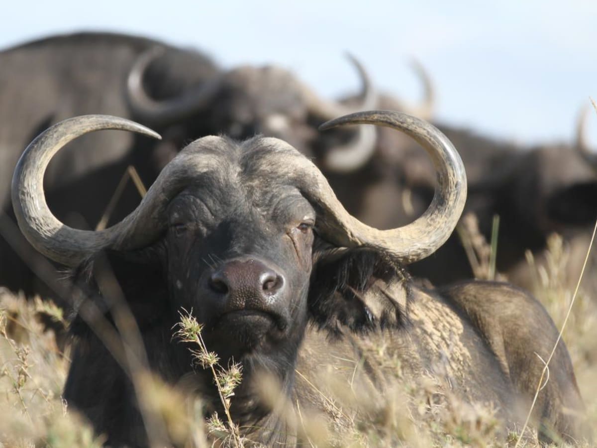 Game Drives in Tarangire National Park