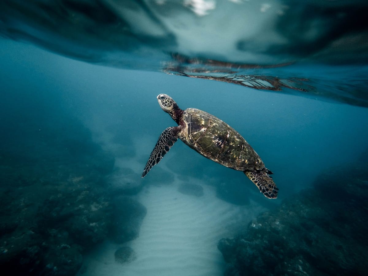 Introducing the Galapagos Islands