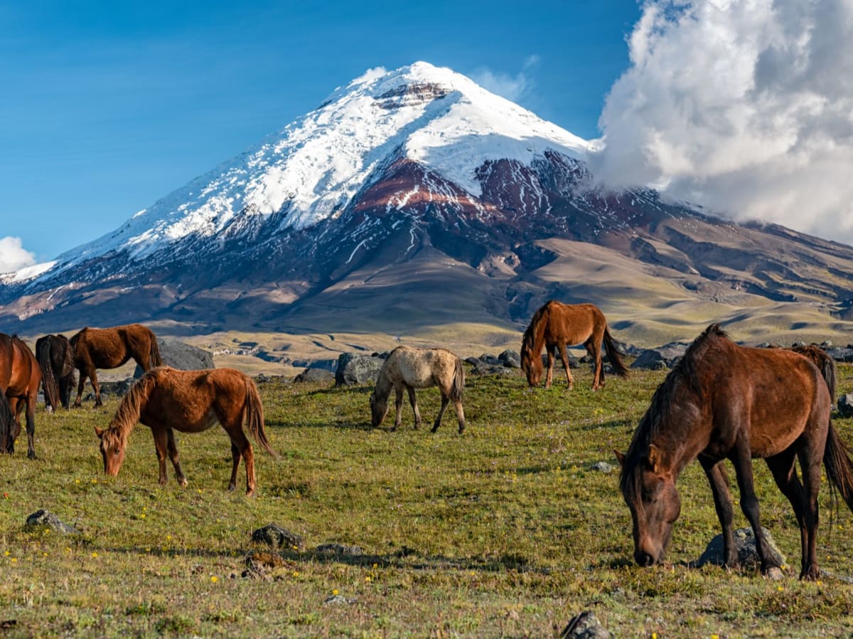 Sasquisili Market and Cotopaxi National Park
