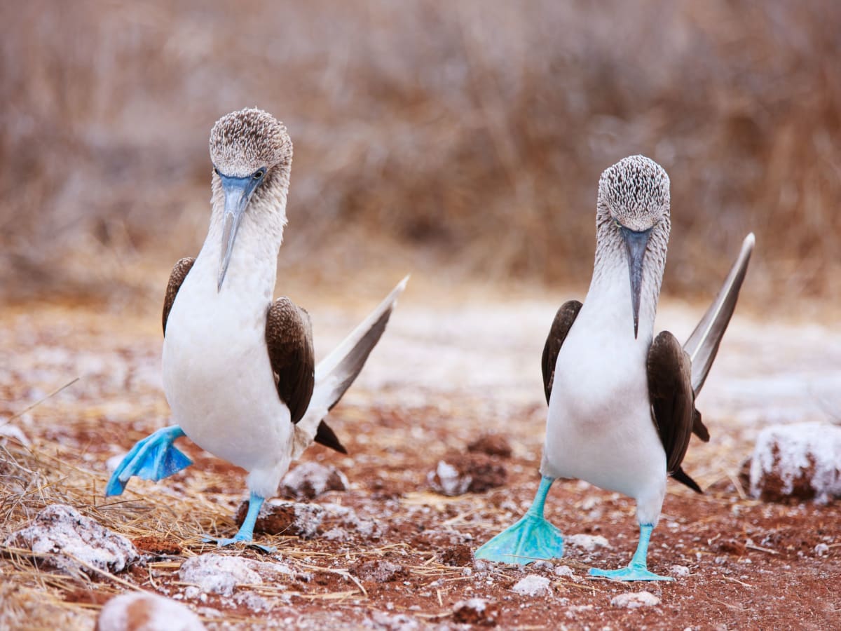 Galapagos