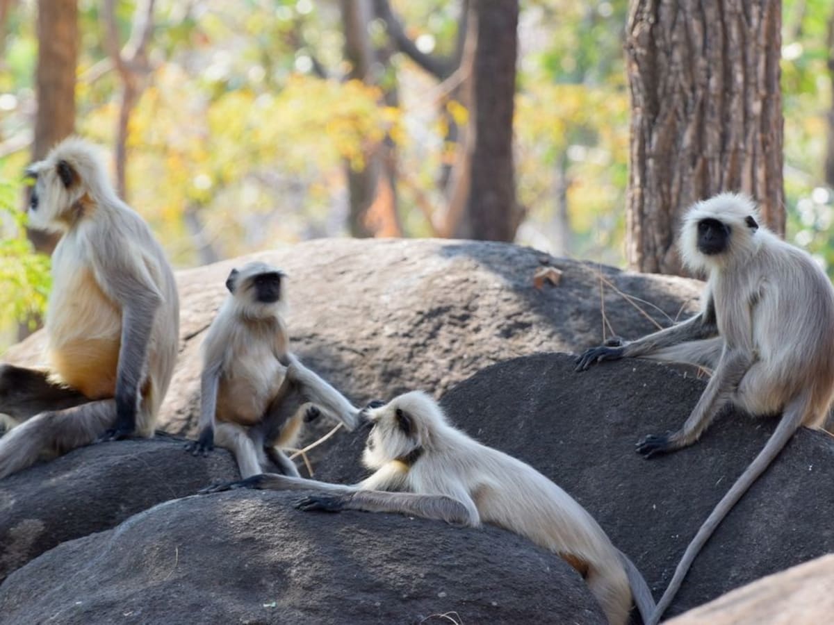Safari in Kanha National Park