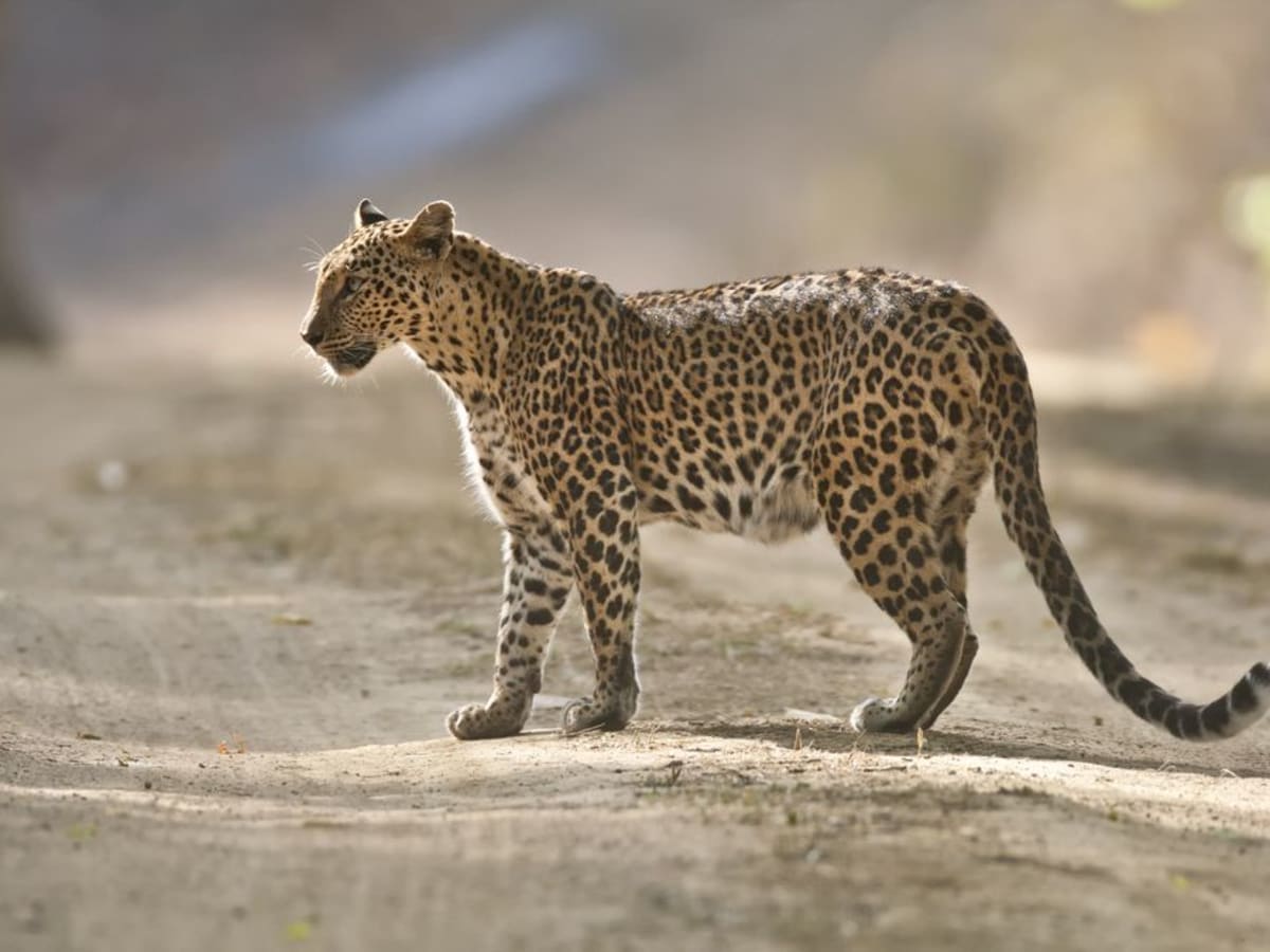 Fly to Jabalpur via Delhi and Transfer to Kanha National Park