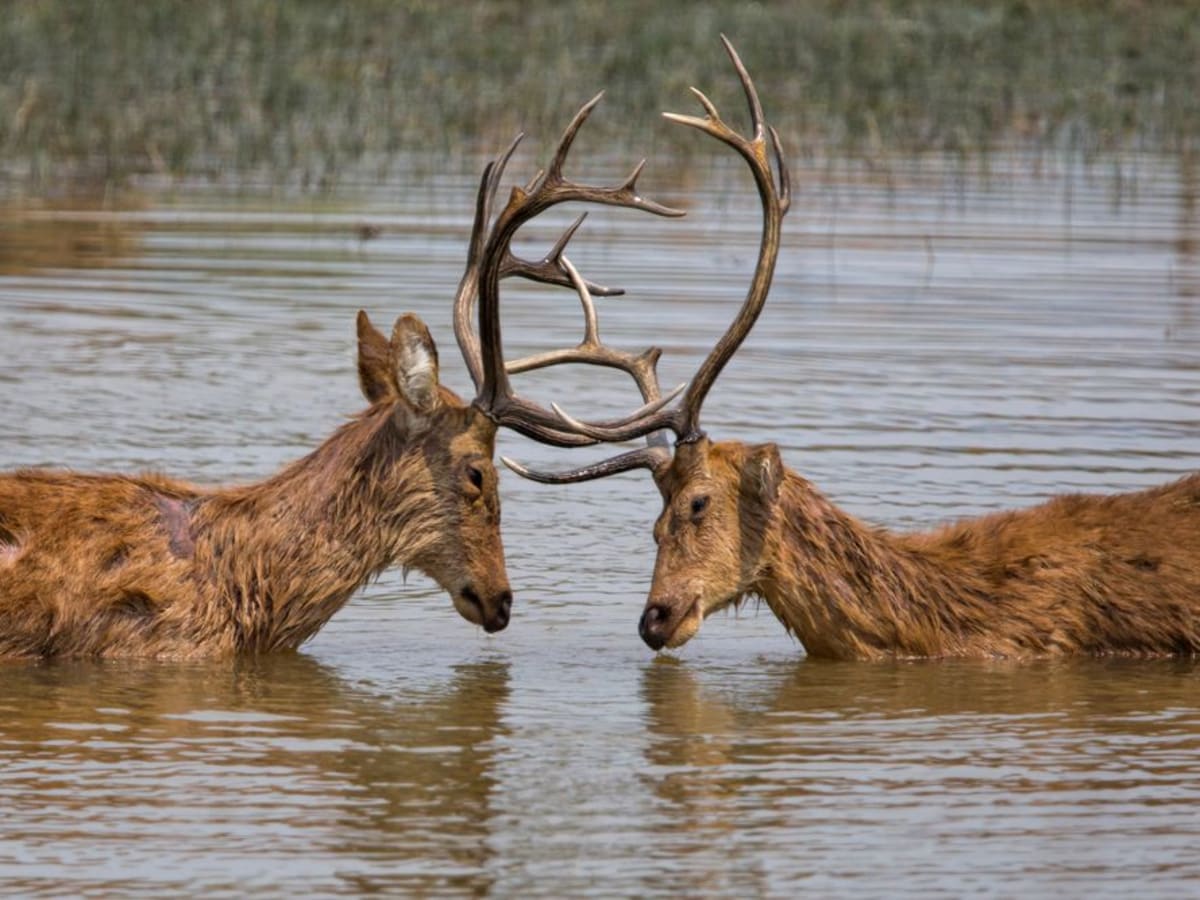 Safari in Kanha National Park
