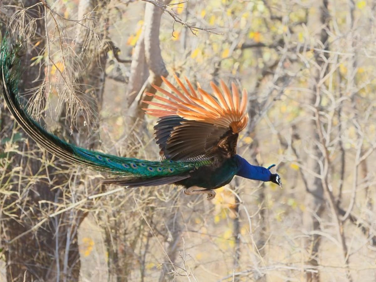 Fly to Jabalpur via Delhi and Transfer to Kanha National Park
