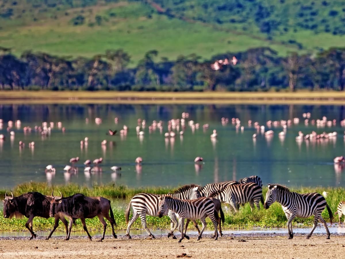 Ngorongoro Crater & Conservation Area