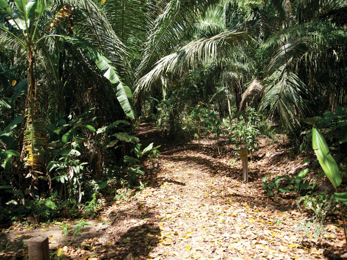 Discover the Hidden Wonders of the Amazon