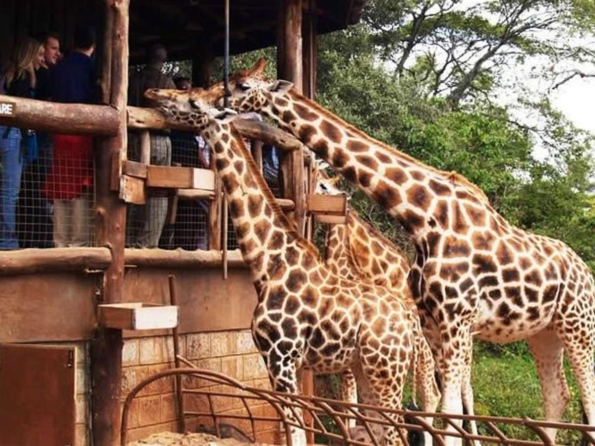 Giraffe Centre