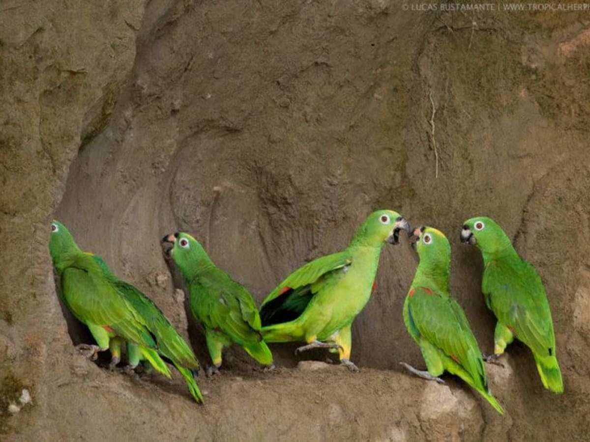 Choice of Parrot Lick & Community Hike or Fishing Trip