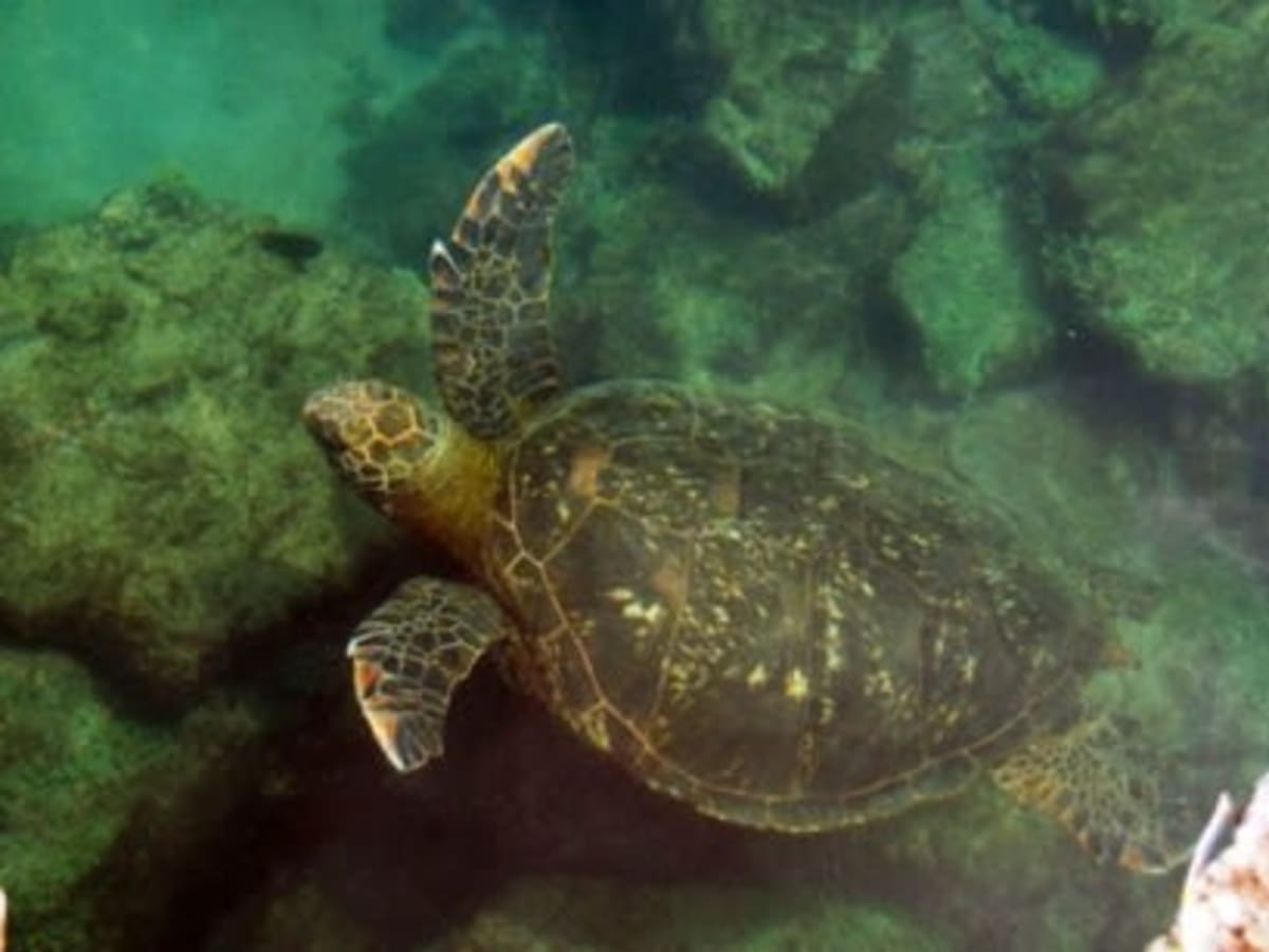 Day of Snorkelling with a Visit to a Giant Tortoise Breeding Centre