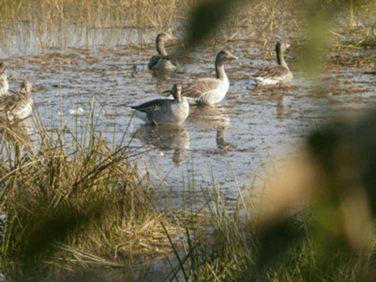 Morning Birdwatching and Afternoon Exploration of the Local Villages