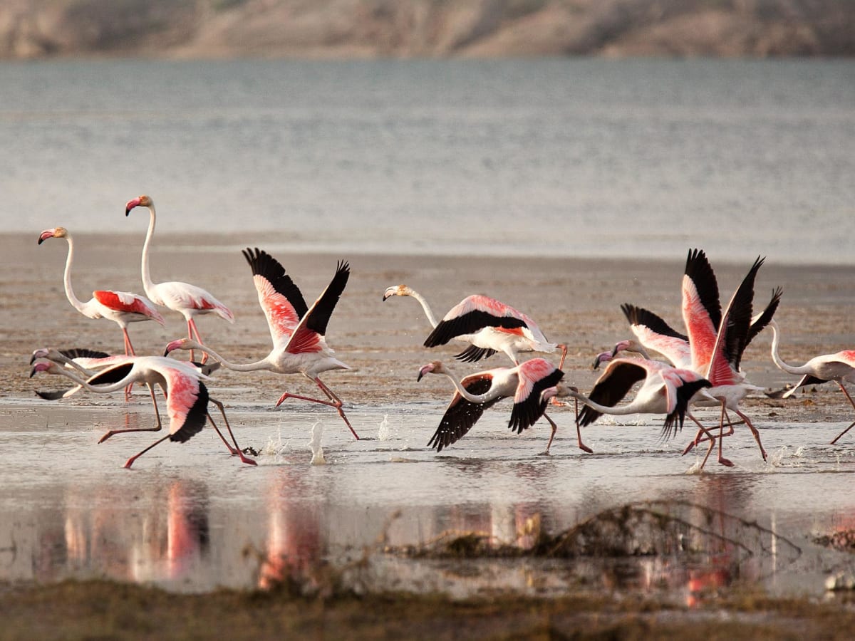 Drive to Jawai and Enjoy a Safari Drive