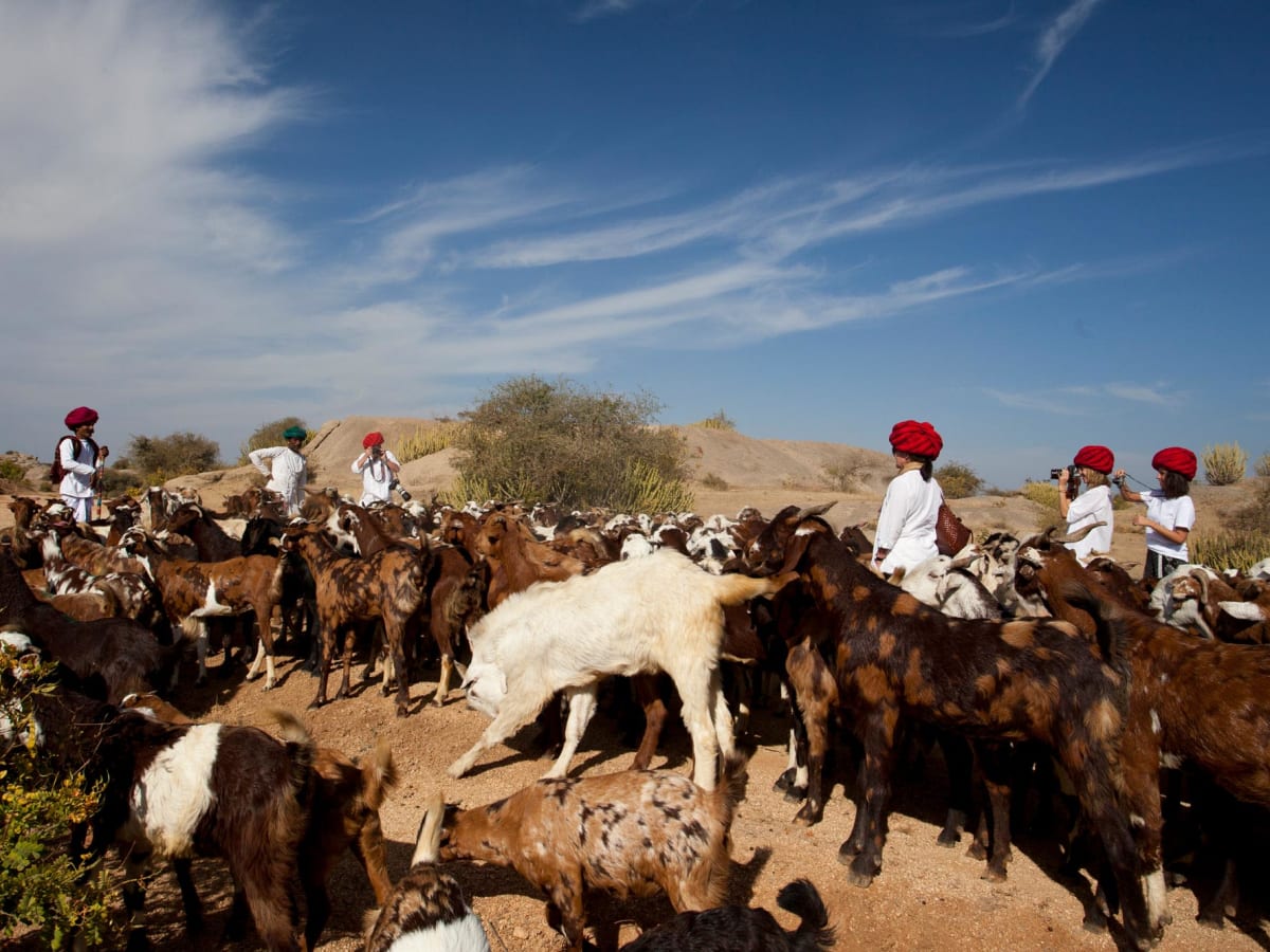Drive to Jawai and Enjoy a Safari Drive