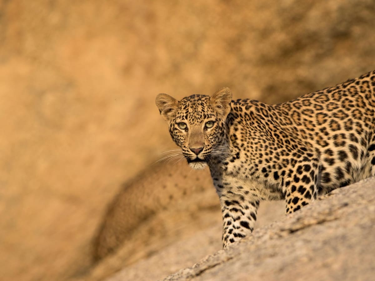 Drive to Jawai and Enjoy a Safari Drive