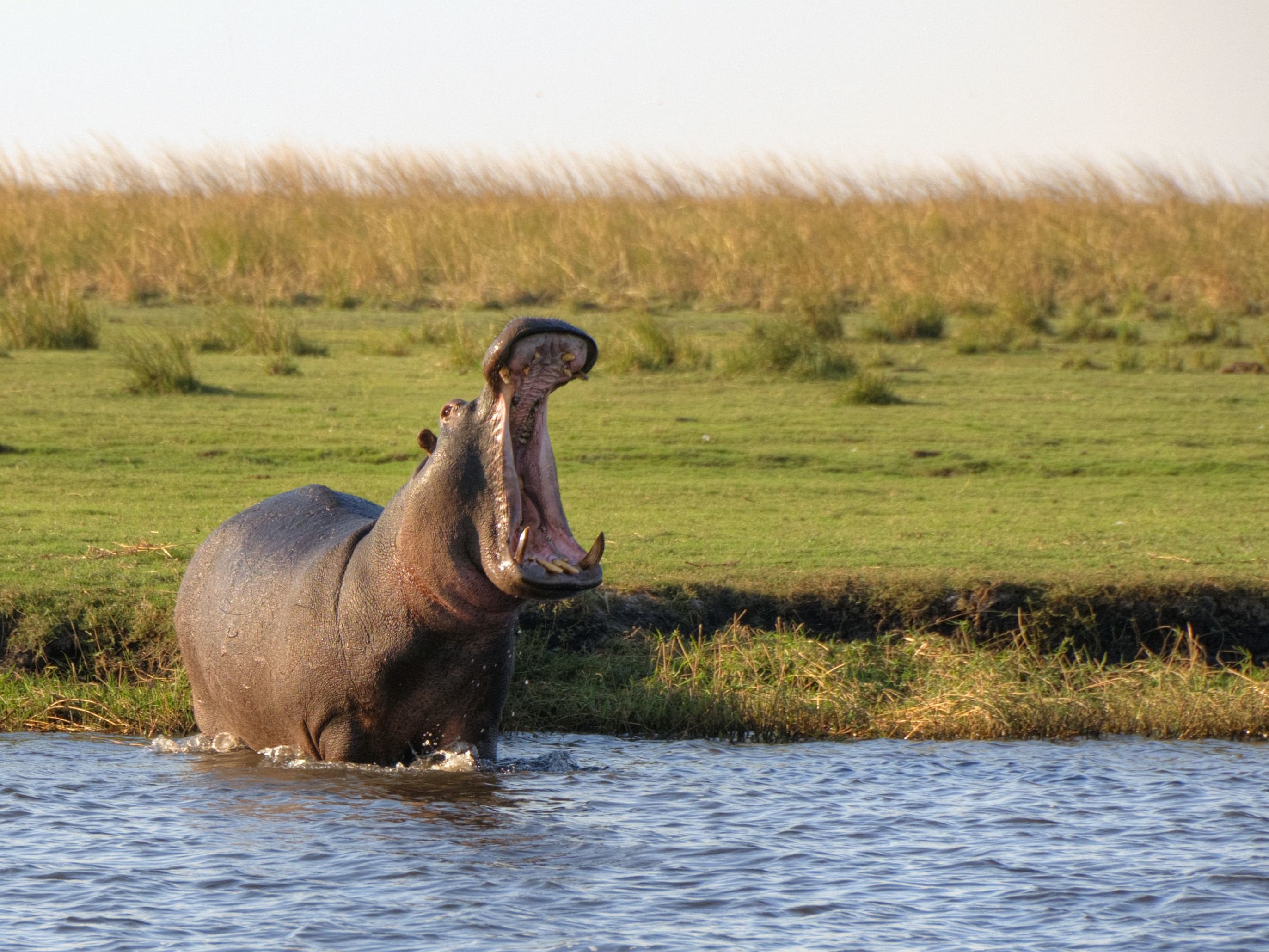 Kalahari Safari - Maun