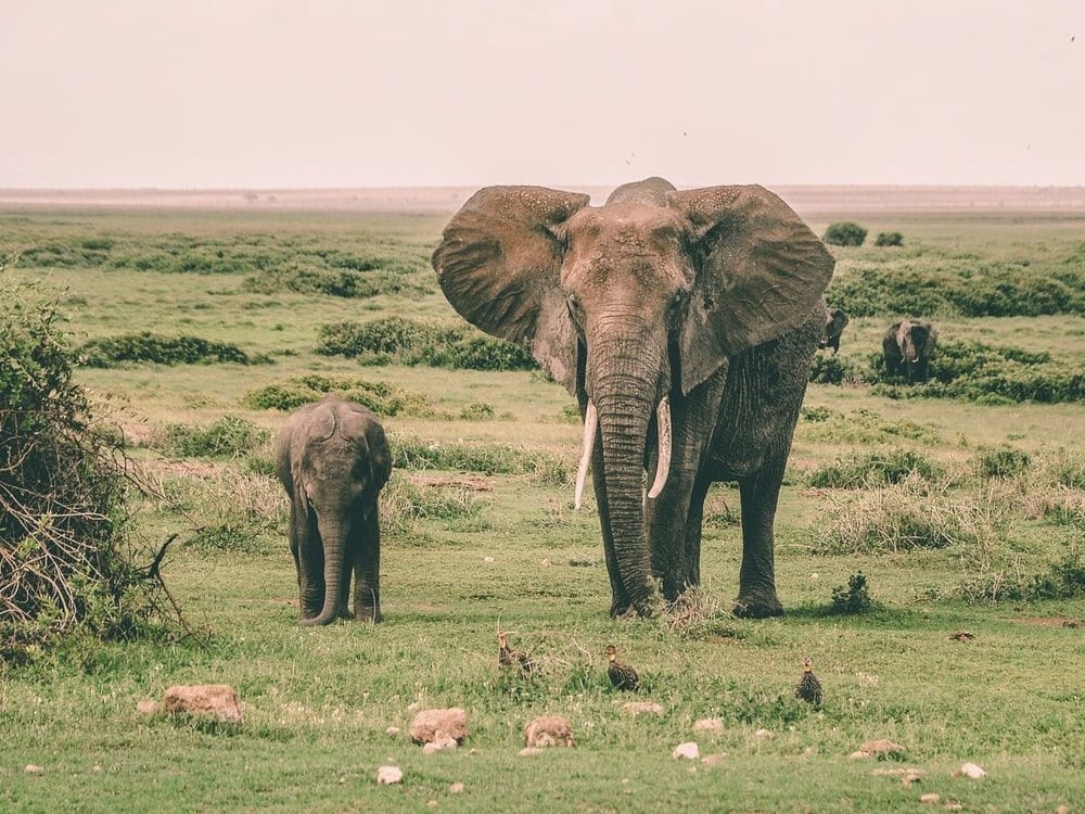 Amboseli