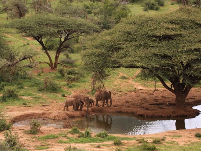 Lewa  Wildlife Conservancy - Ngwesi Conservancy