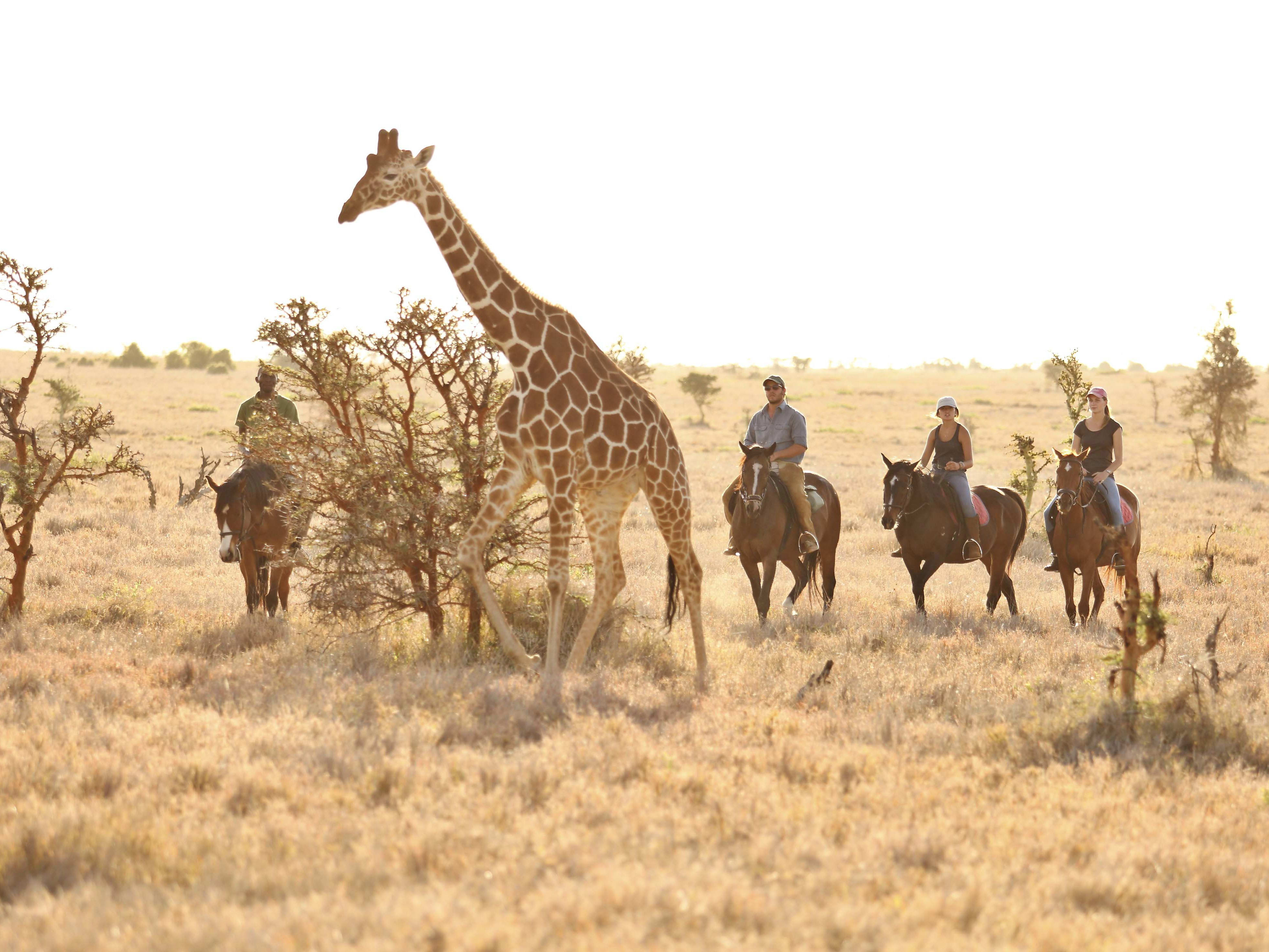Lewa  Wildlife Conservancy