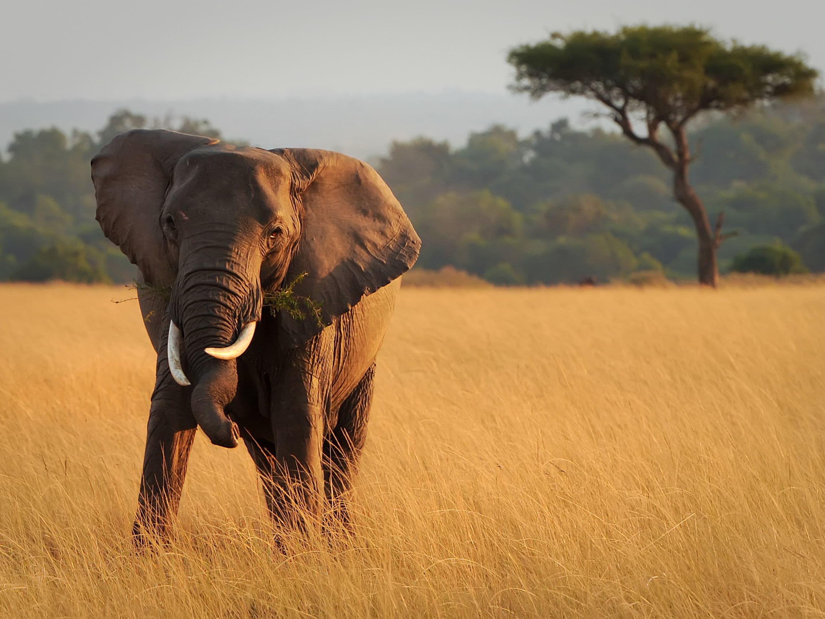 Masai Mara Reserve