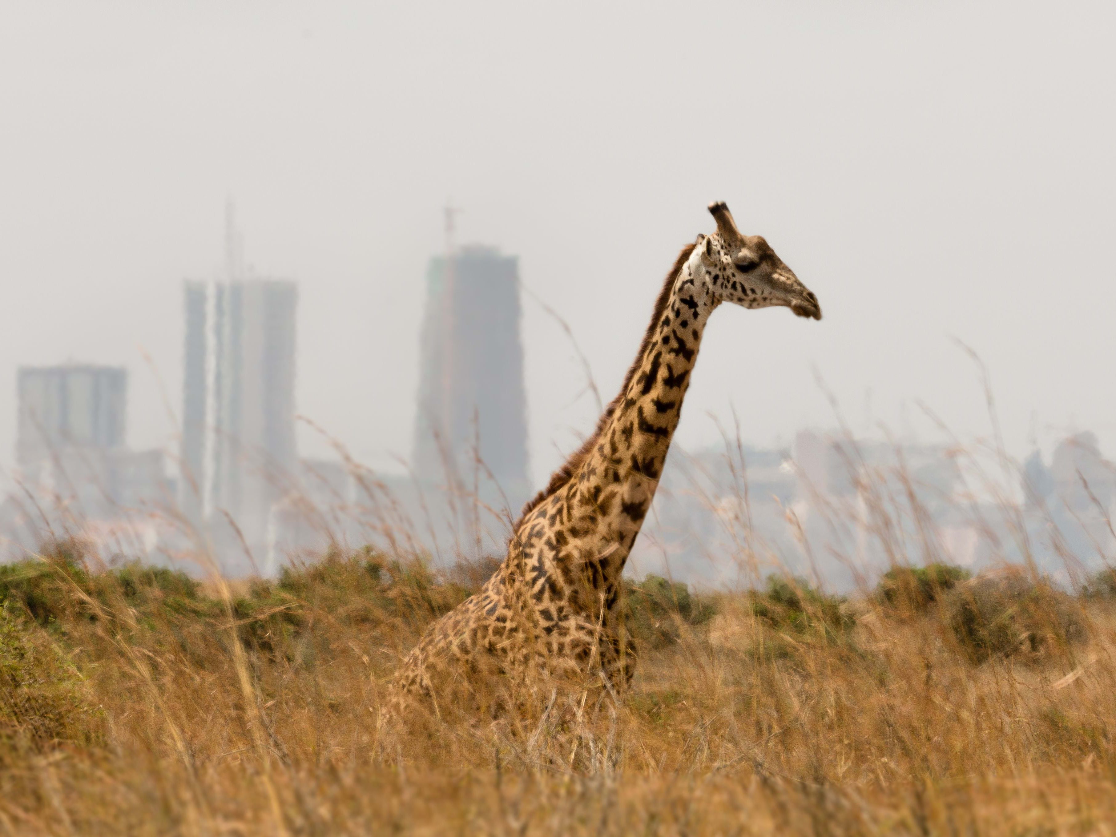 Nairobi National Park Arrival