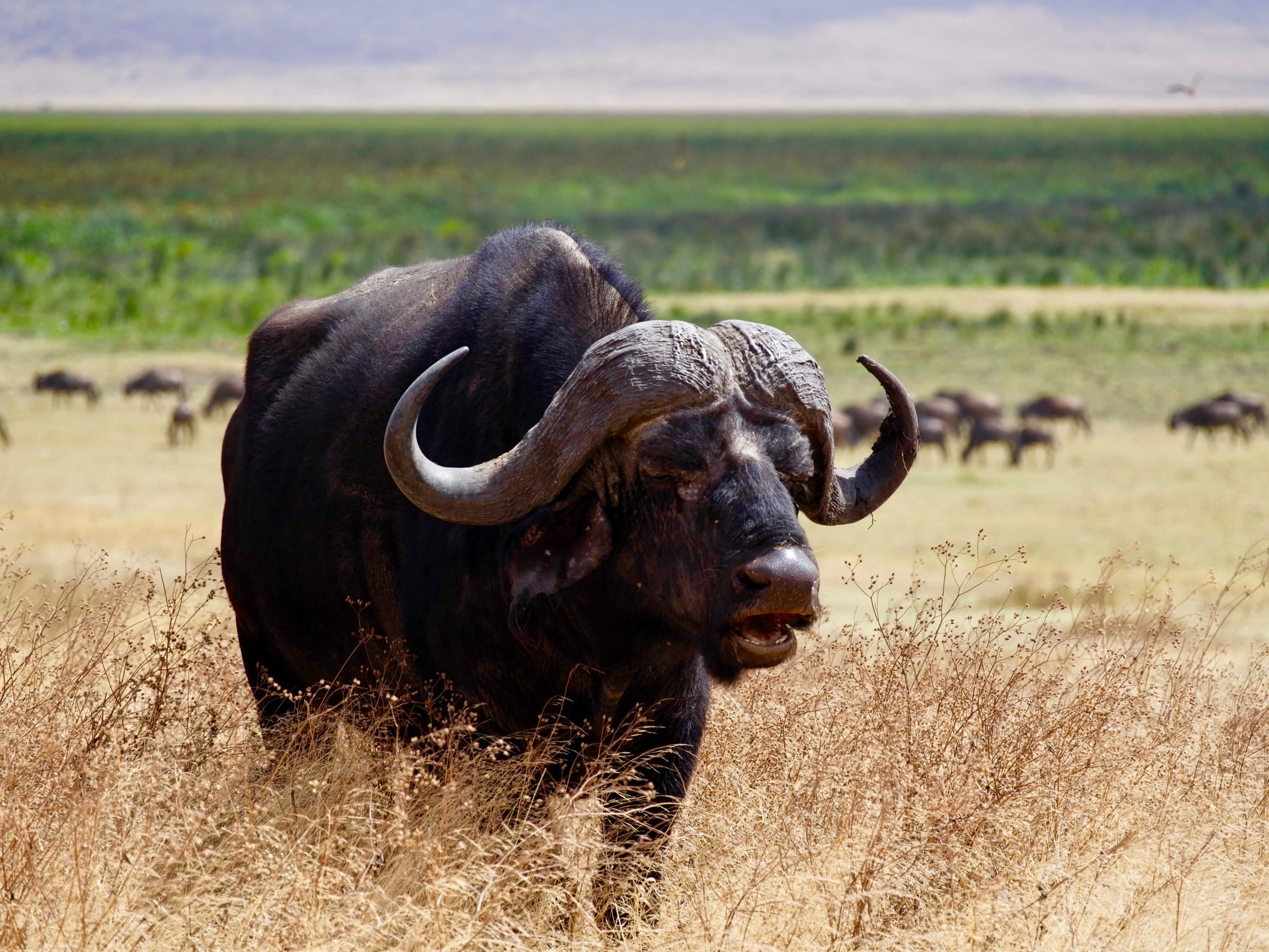 Ngorongoro
