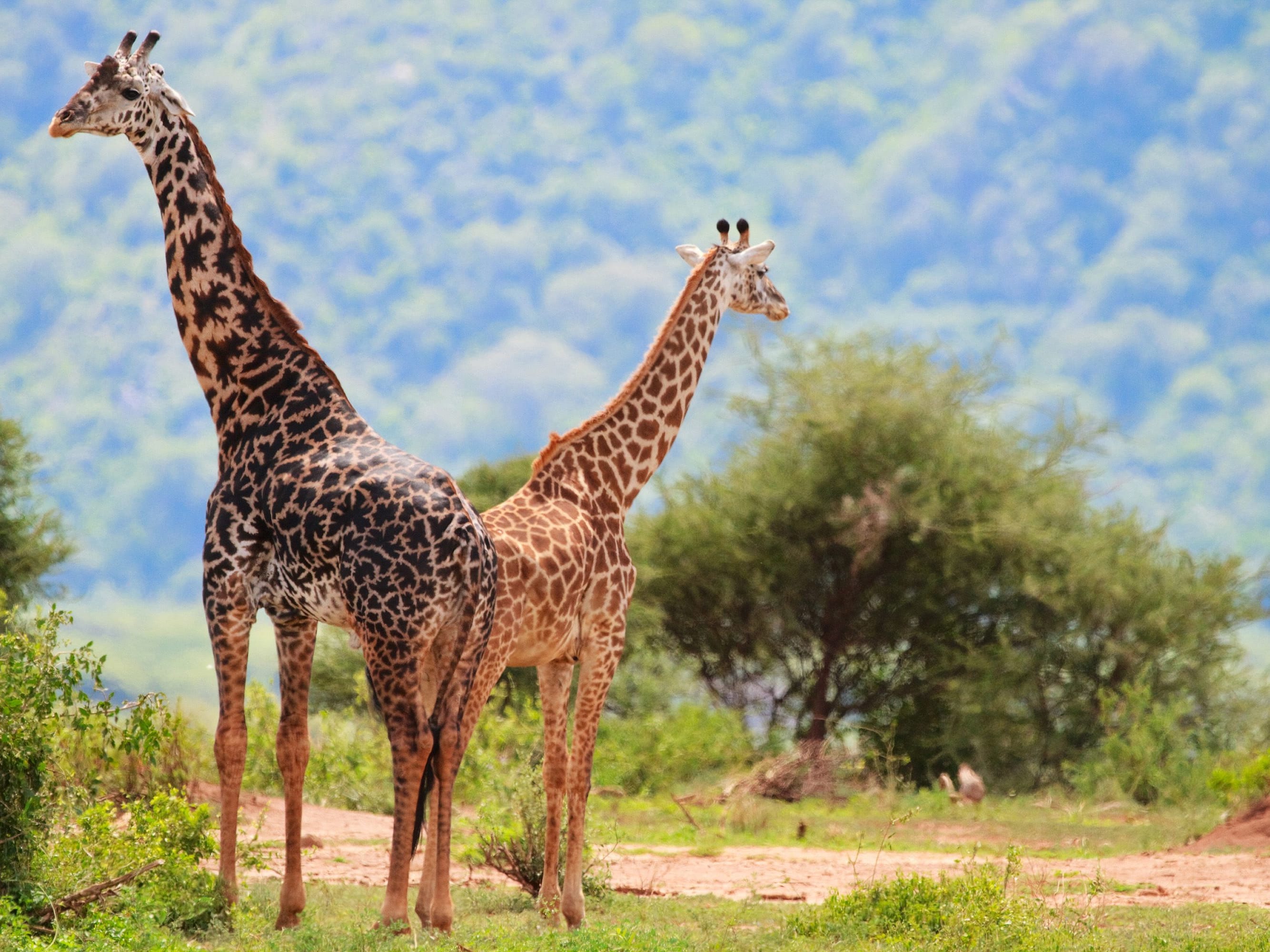 Arusha - Lake Manyara - Crater Highlands