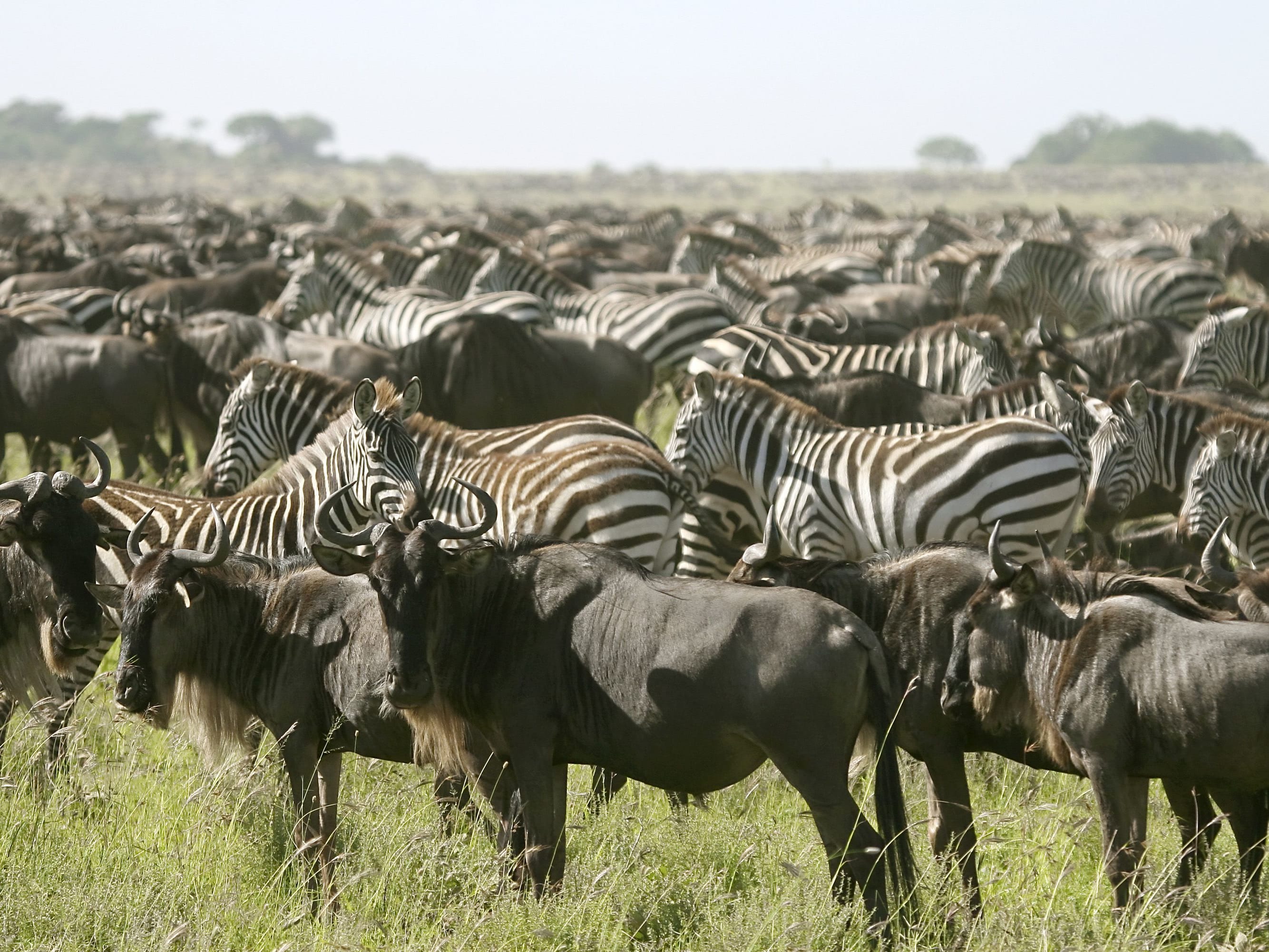 Northern Serengeti