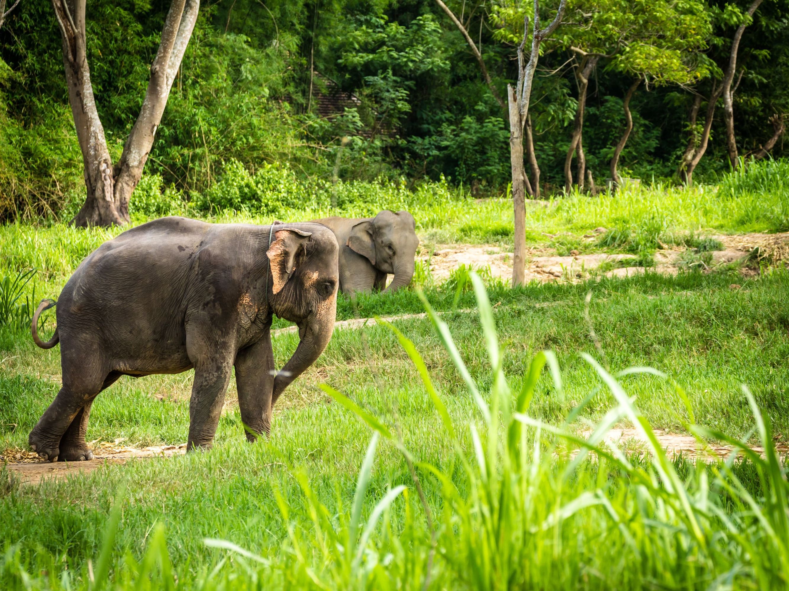 Chiang Mai