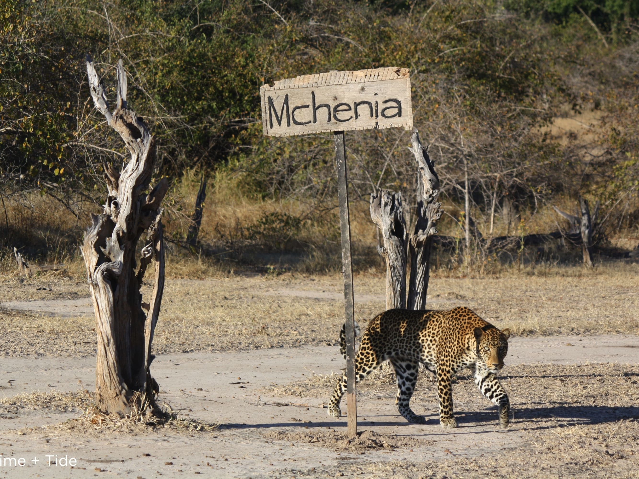 South Luangwa