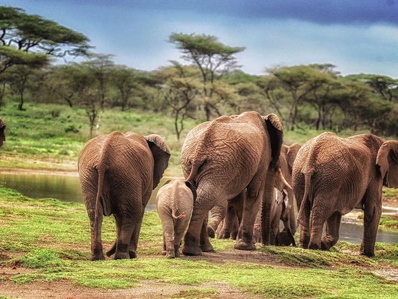 Tarangire