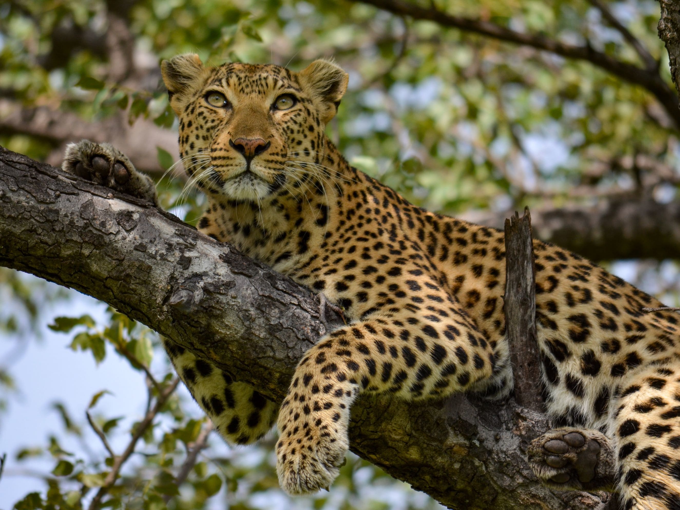 Okavango Delta
