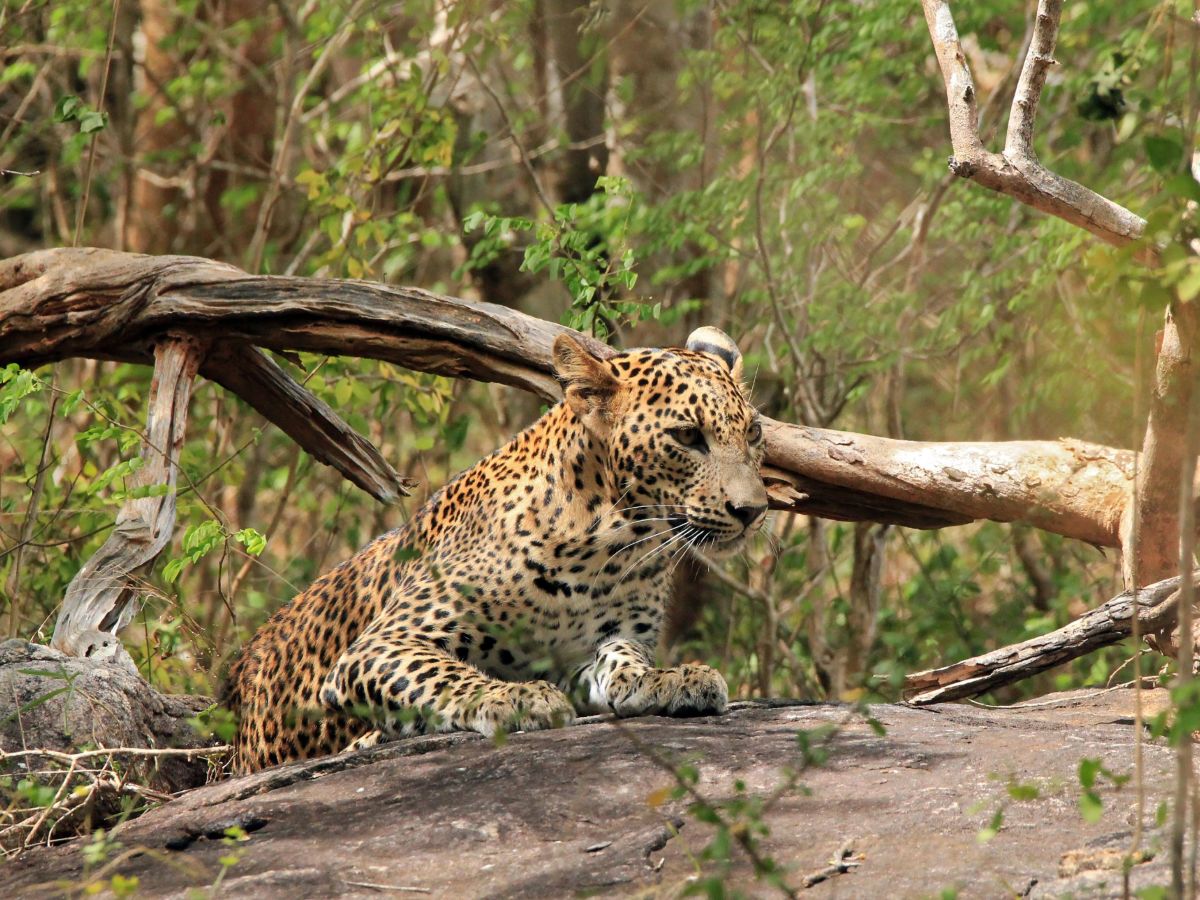 Yala National Park