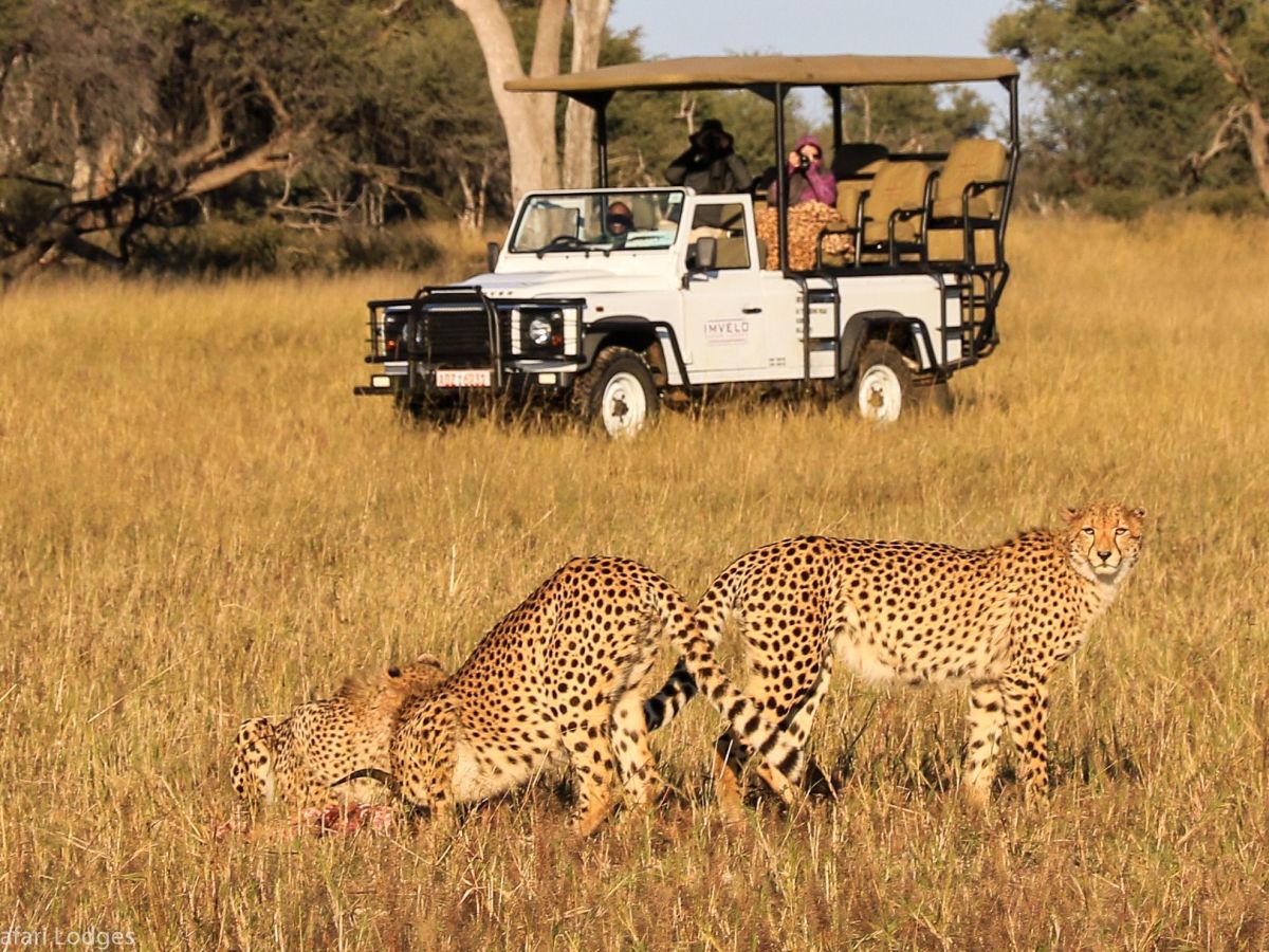 On safari in the Hwange National Park