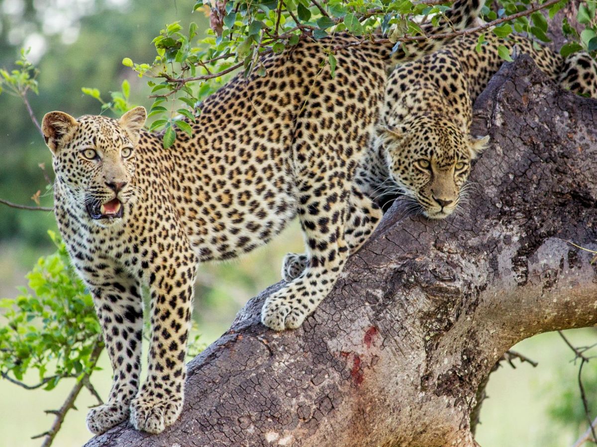 Sabi Sand Game Reserve