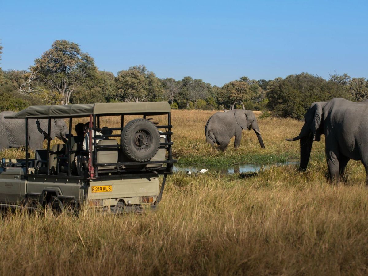On safari in the Okavango Delta