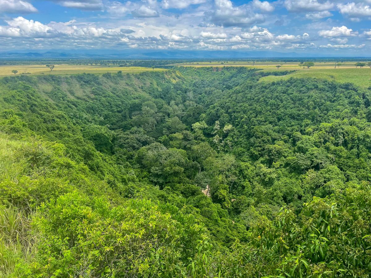 Lion Tracking and Chimpanzee Trekking