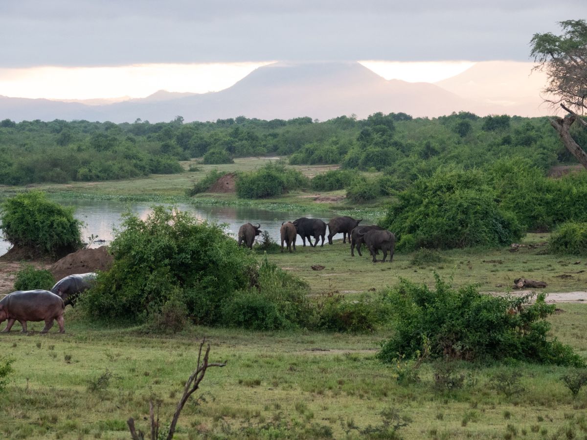 Kazinga Channel Boating and Game Drive in the Kyambura Wildlife Preserve