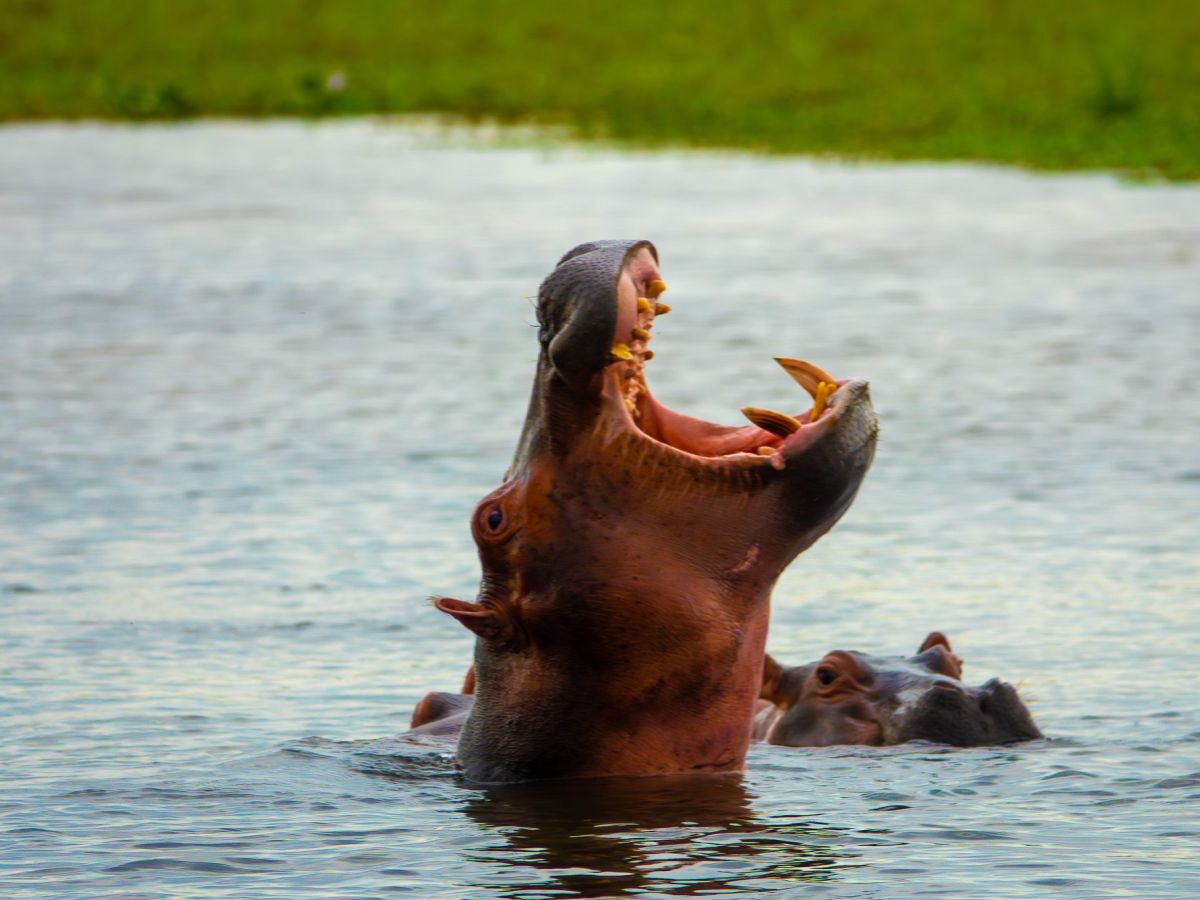 Fly to Queen Elizabeth National Park and Kyambura Wildlife Preserve