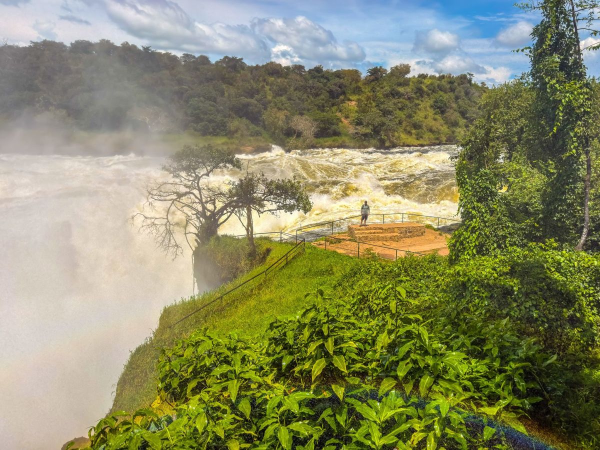 Murchison Falls Safari / Optional Top of The Falls Tour in the Afternoon