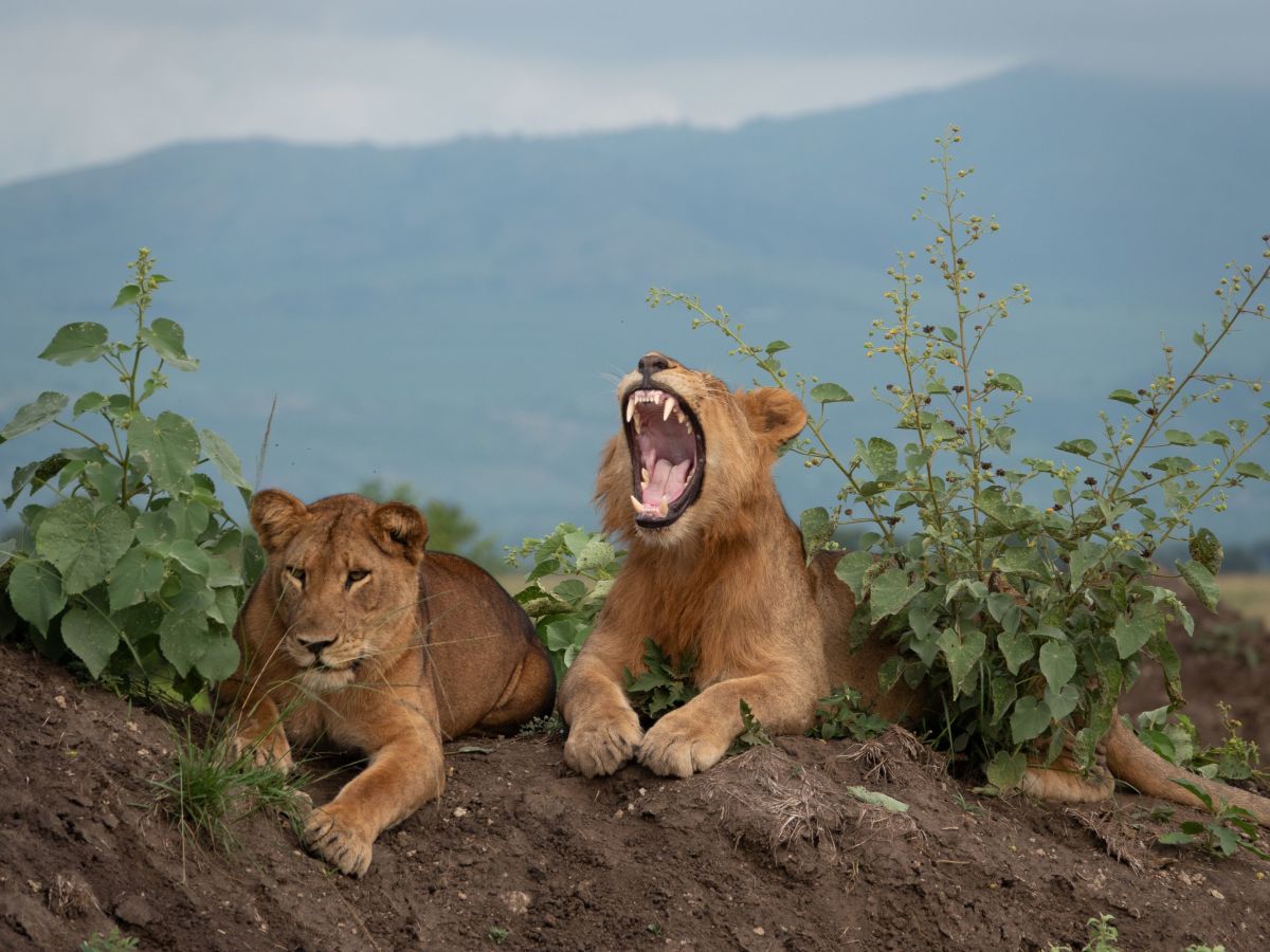 Lion Tracking and Chimpanzee Trekking