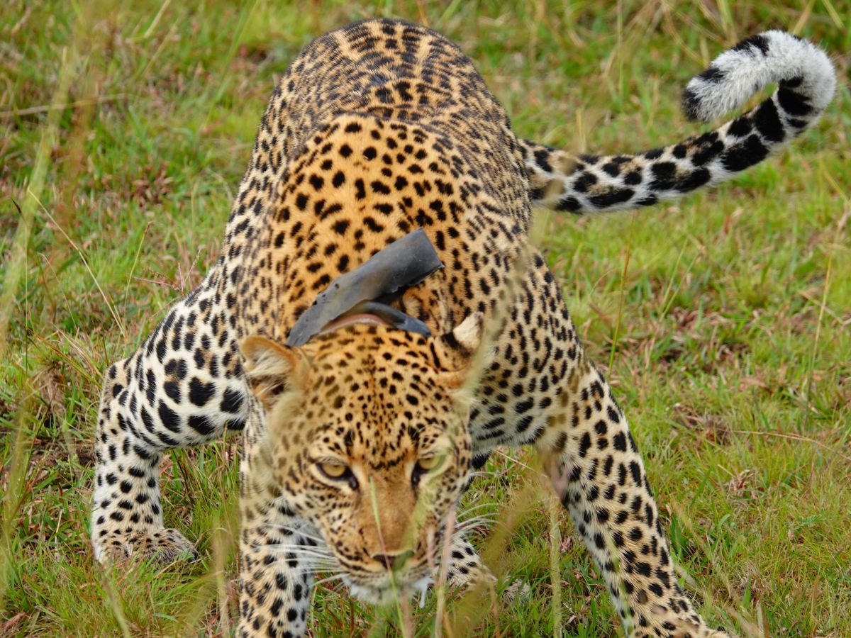 Lion Tracking and Chimpanzee Trekking