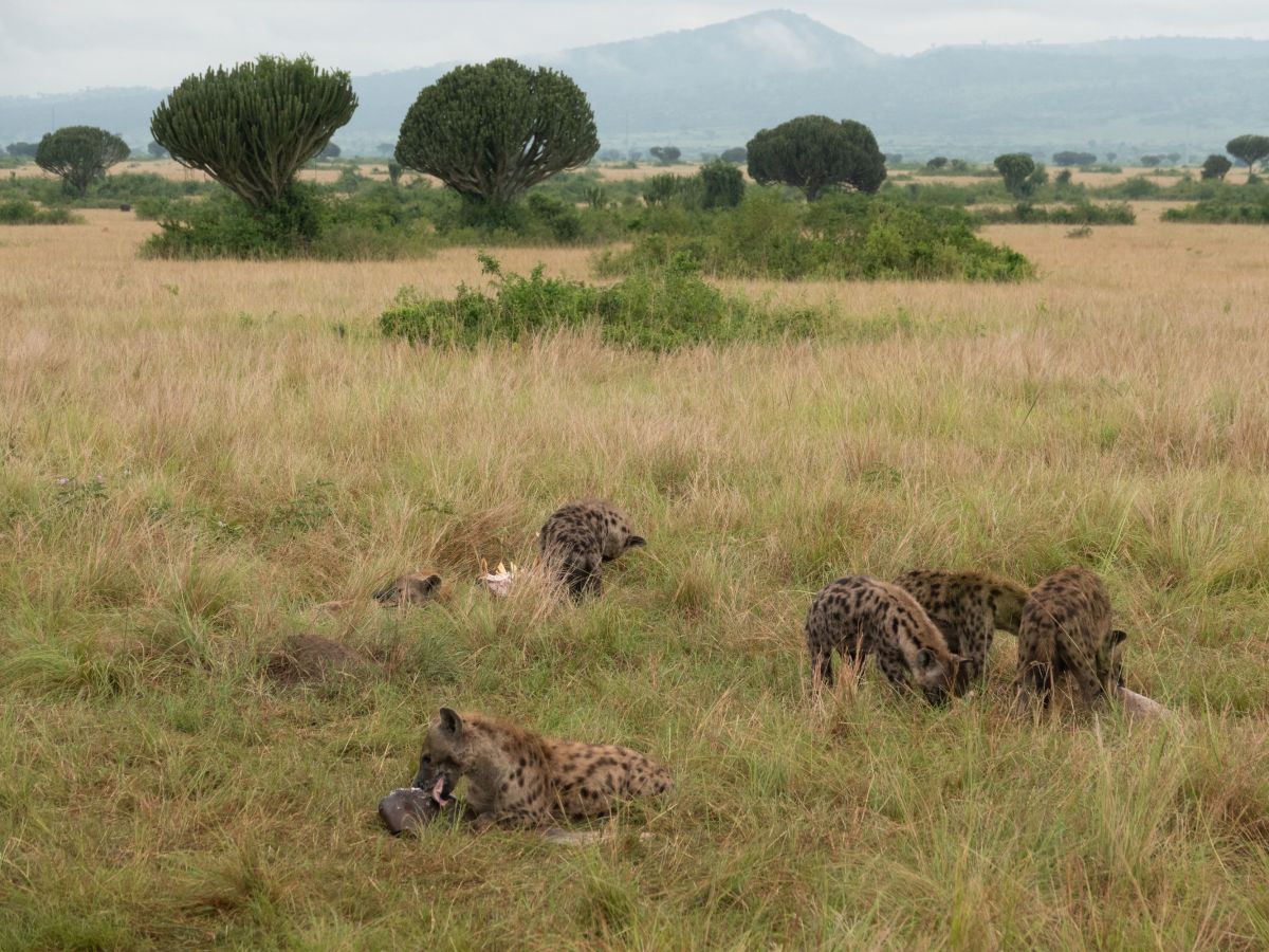 Lion Tracking and Chimpanzee Trekking