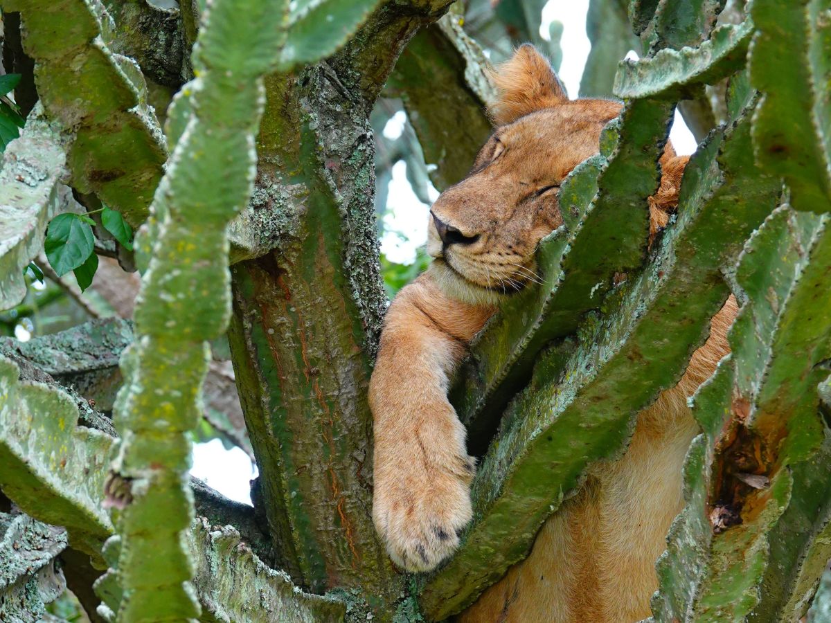 Lion Tracking and Chimpanzee Trekking