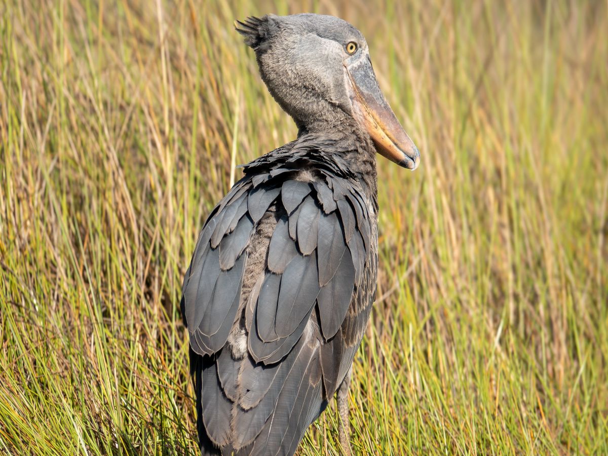 Mabamba Wetlands Birding