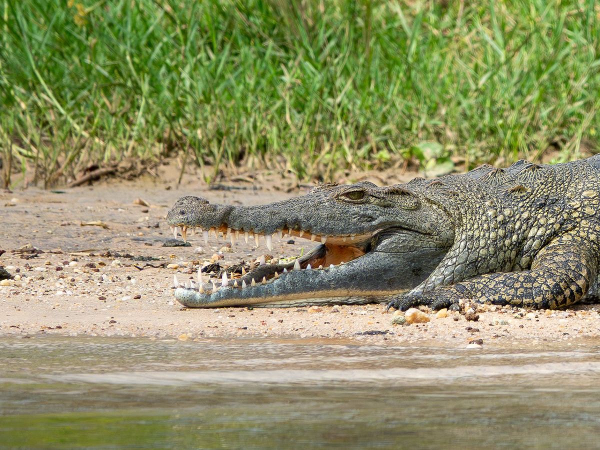 Fly to Murchison Falls, Afternoon Lower Falls Boating