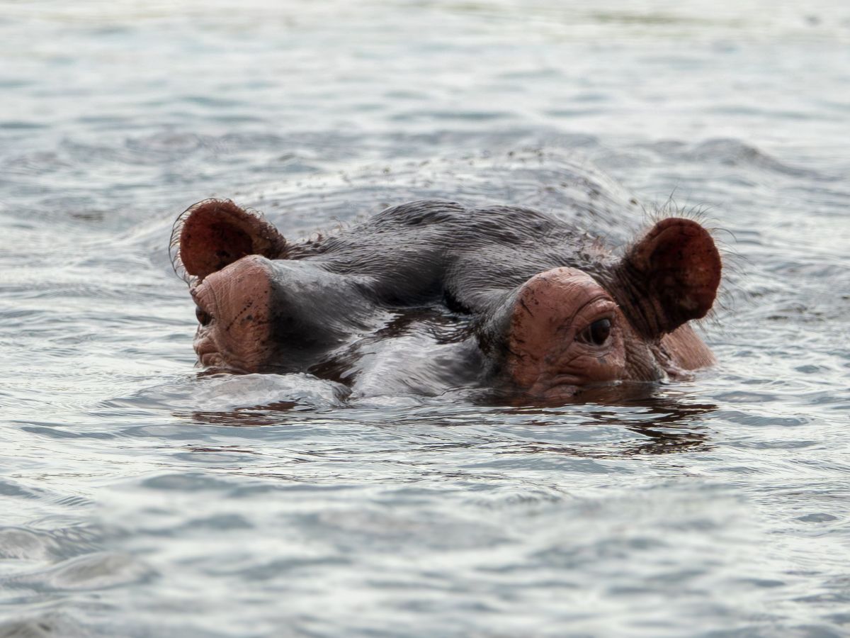 Fly to Murchison Falls, Afternoon Lower Falls Boating