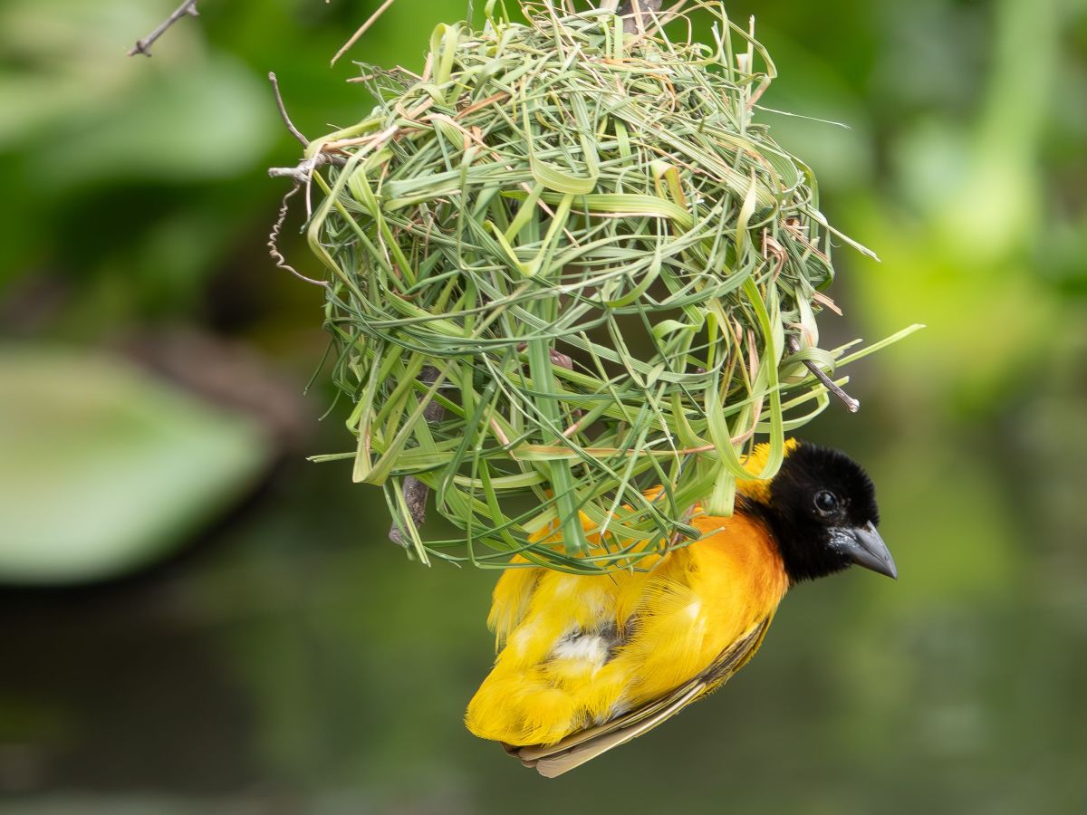 Fly to Murchison Falls, Afternoon Lower Falls Boating