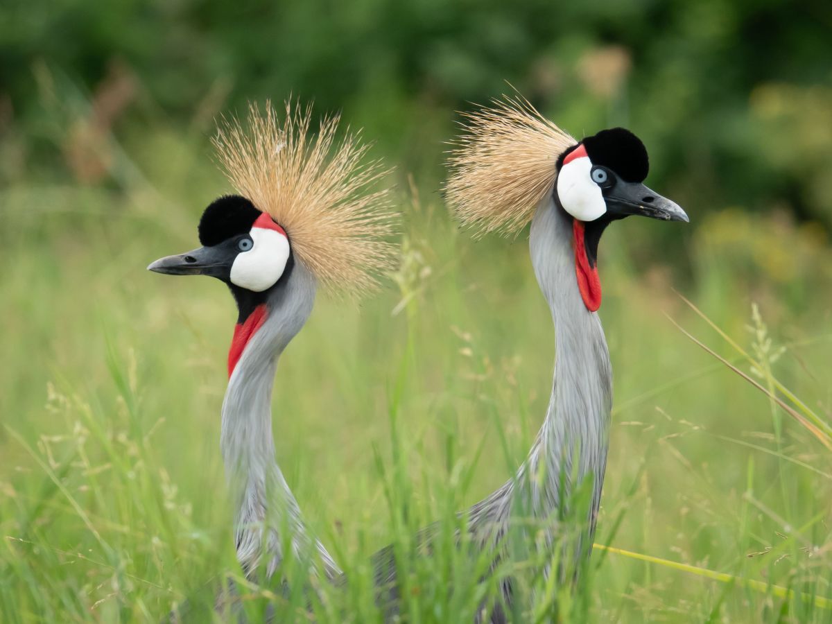 Fly to Murchison Falls, Afternoon Lower Falls Boating