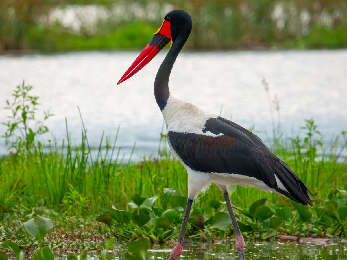 Fly to Murchison Falls, Afternoon Lower Falls Boating